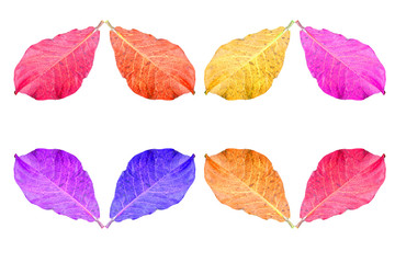 Obraz premium beautiful leaf on white background