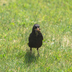 Common blackbird, Turdus merula, eating earthworms on the lawn 