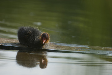 Coot