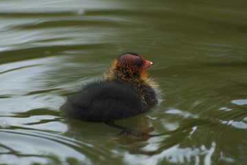 Little coot