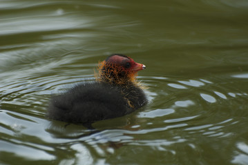 Little coot
