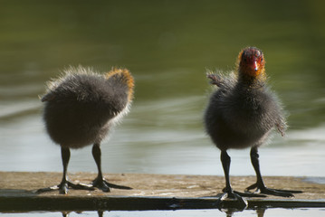 Coot on raft