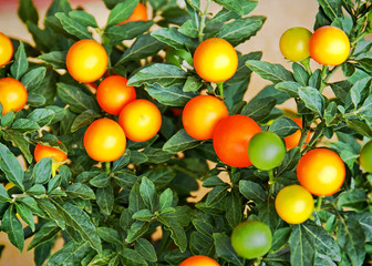 Colorful of Solanum fruits on its tree