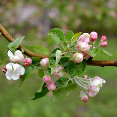 Apple tree blossom in spring. White and pink flowers.