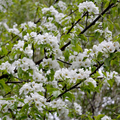 Pear tree blossom. Branches with white flowers.