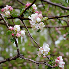 Fototapeta na wymiar Branches of apple tree with flowers and buds in spring