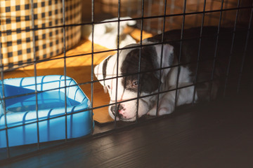 young bully dog in cage sleeping.