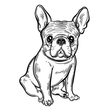 Cute vector illustration with French bulldog. Home dog. Perfect for printing clothes or stickers or coloring books.
