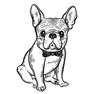 Cute vector illustration with French bulldog. A domestic dog in butterfly. Fashionable bulldog. Perfect for printing clothes or stickers or coloring books.