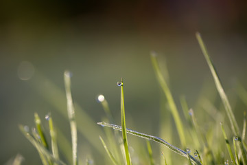 A drop of water on the grass close up.