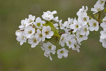 Pear flower