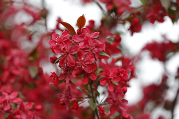 Chinese flowering crab-apple blooming