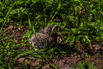 small chicks