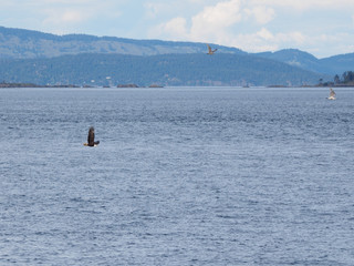 Bald Eagle flying over the water syrface surrounded by seagulls