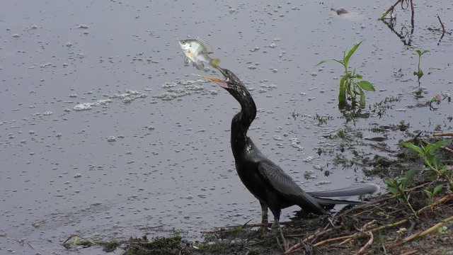 anhinga swallows a fish near lake