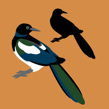 Magpie Vector Illustration Style Flat Silhouette