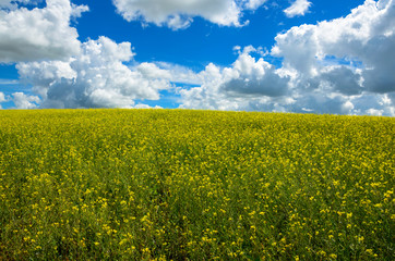 Obraz premium Blue sky over the yellow rapeseed field