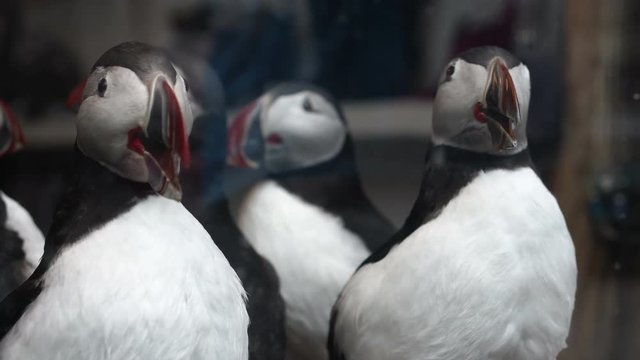 Taxidermy stuff puffins bird selling in shop. Endanger small animal of Western Europe