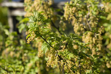Redcurrant blossom on a branch with green leaves.