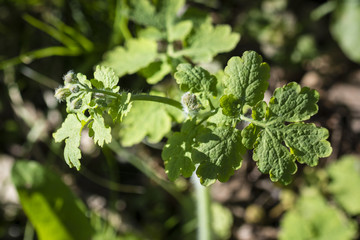 Pupen bloom big flower - Chelidonium majus