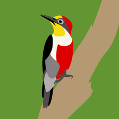 Woodpecker on the branch vector illustration style Flat