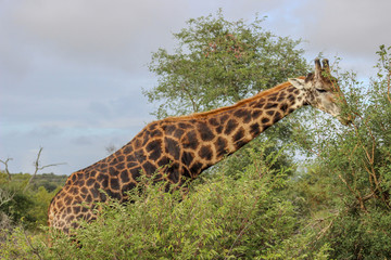 Giraffe ( Camelopardalis )