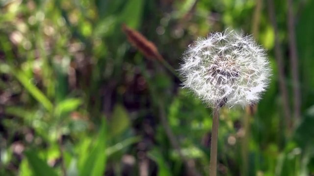 Lawn with dandelions. White, delicate, fragile flowers.An air flower.
