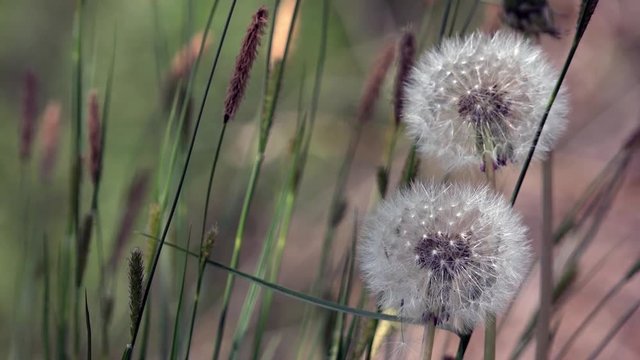 Lawn with dandelions. White, delicate, fragile flowers.An air flower.