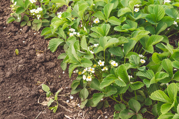 Выращивание клубники в открытом грунте. Весенняя цветущая клубника