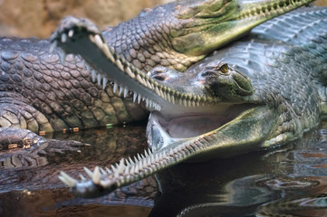 Crocodiles