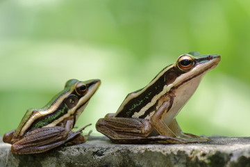 two Green paddy frog