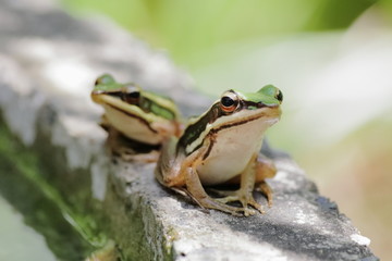 two Green paddy frog