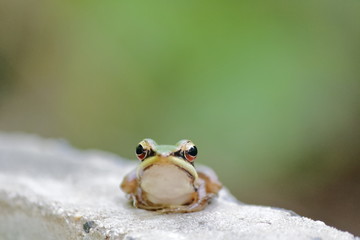 Green paddy frog