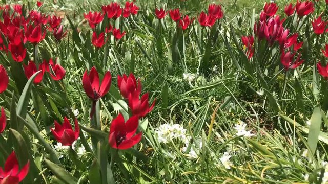 toros dağları endemik lale t&uuml;rleri