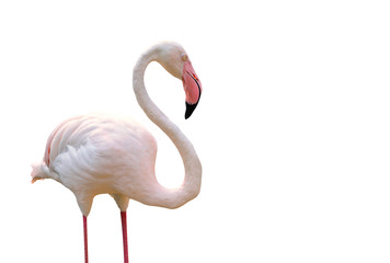 Fototapeta premium Flamingo isolated on white background