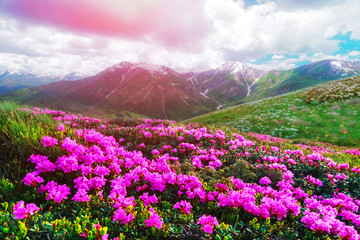 Obraz premium Amazing pink rhododendron flowers