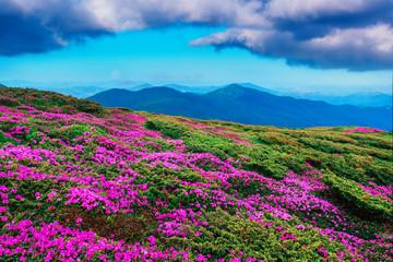 Fototapety  Amazing pink rhododendron flowers