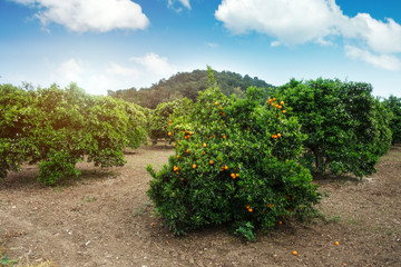 Fototapeta na wymiar Orange garden in summer time