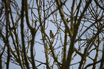 Grive musicienne (Turdus philomelos)