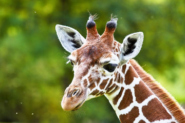 Giraffe - Giraffa camelopardalis