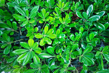 Green bush leaves close up