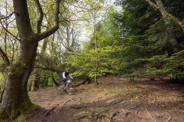 Cyclist in forest