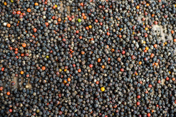 peppercorn