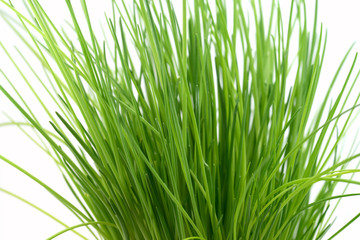 Naklejka premium Schnittlauch, Allium schoenoprasum