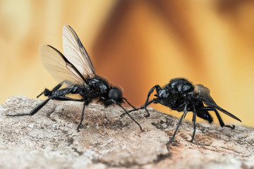 Focus Stacking - St. Mark's Fly, St. Mark's Flies, Bibio marci