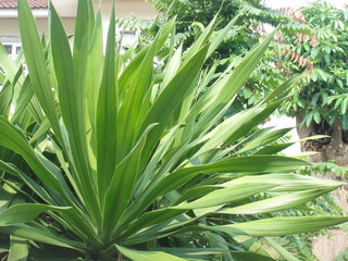 Obraz premium Medicinal plant