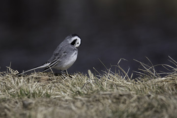 White Wagtail Cleaning Feathers