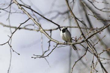White wagtail Sitting in Tree