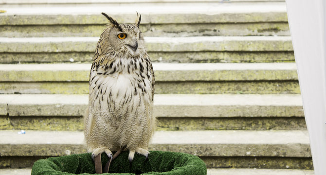 Owl on display