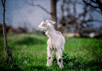 Beautiful little goat with blue eyes posing for portrait